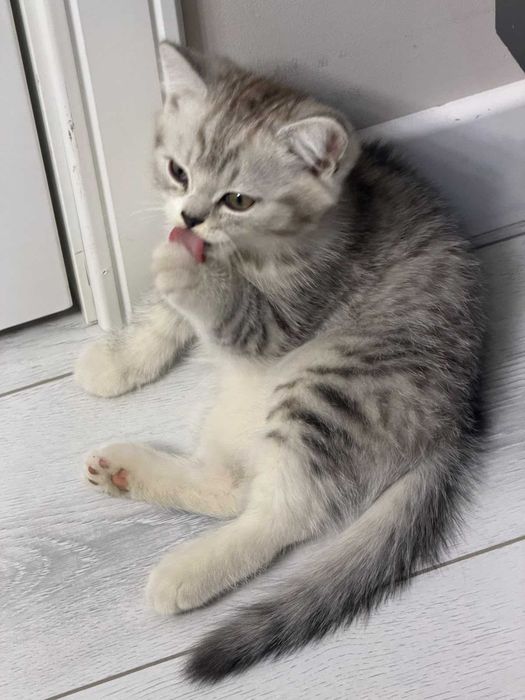 Белоснежный британский котёнок мальчик