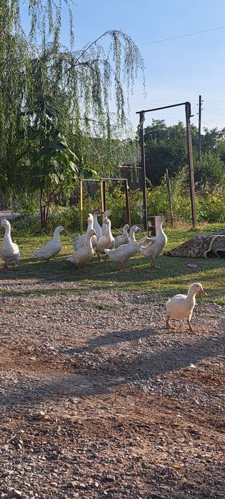 Утки пекинки и Гуси Линда