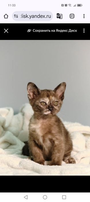 Котята европейской бурмы