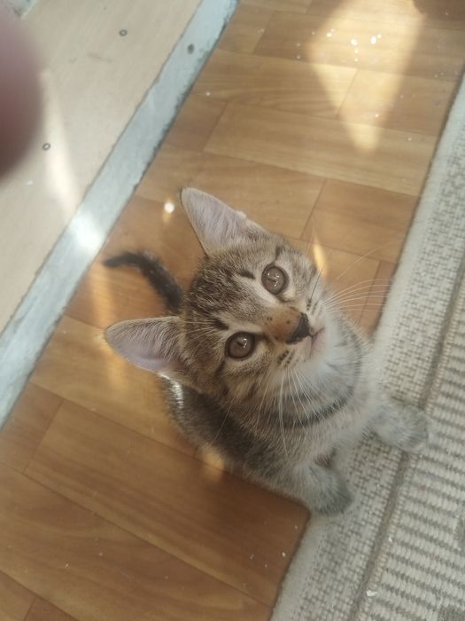 Отдам котят бесплатно