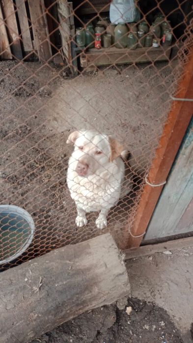 Собака Лабрадор 2,2 месяца