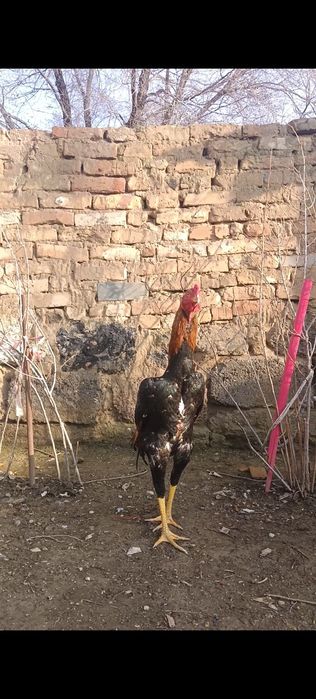 Корейц микс китай