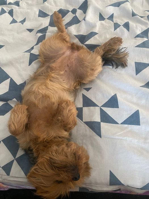 Pet-sitter- bona animale