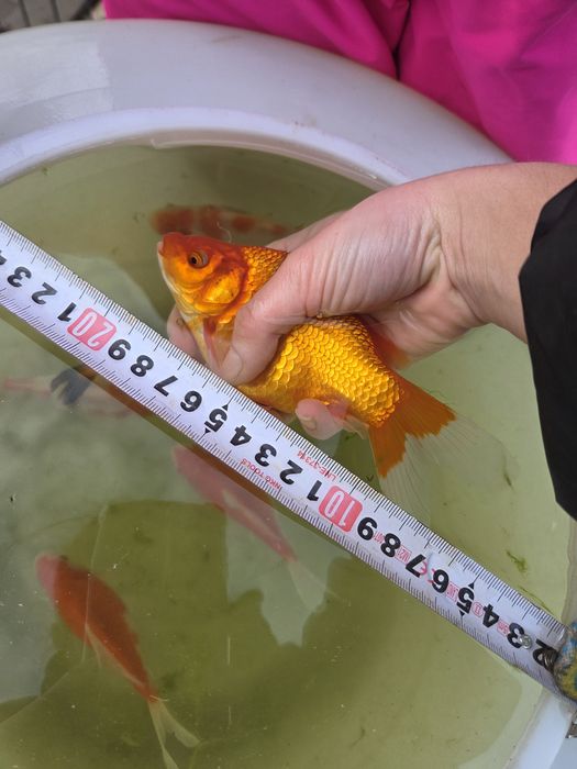 Продавам езерни златни рибки!!!