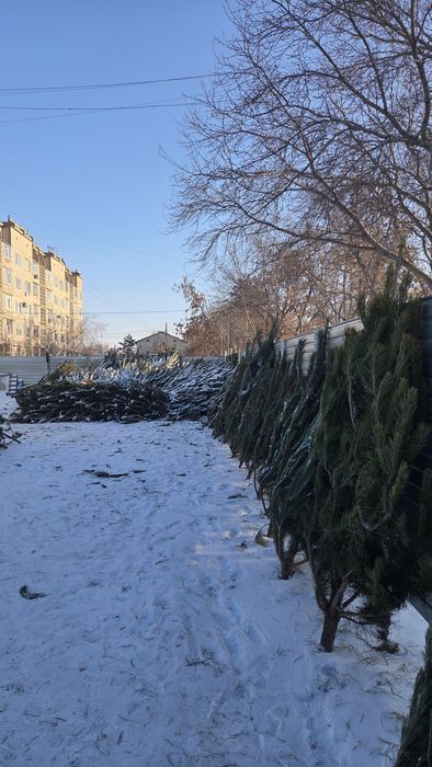 Елки в наличии по 5000