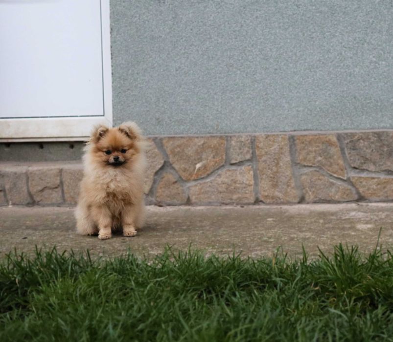 Миниатюрно момиченце померан с родословие FCI