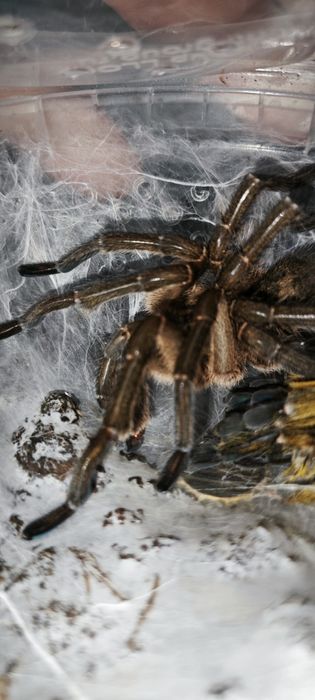 Harpactira pulchripes самец