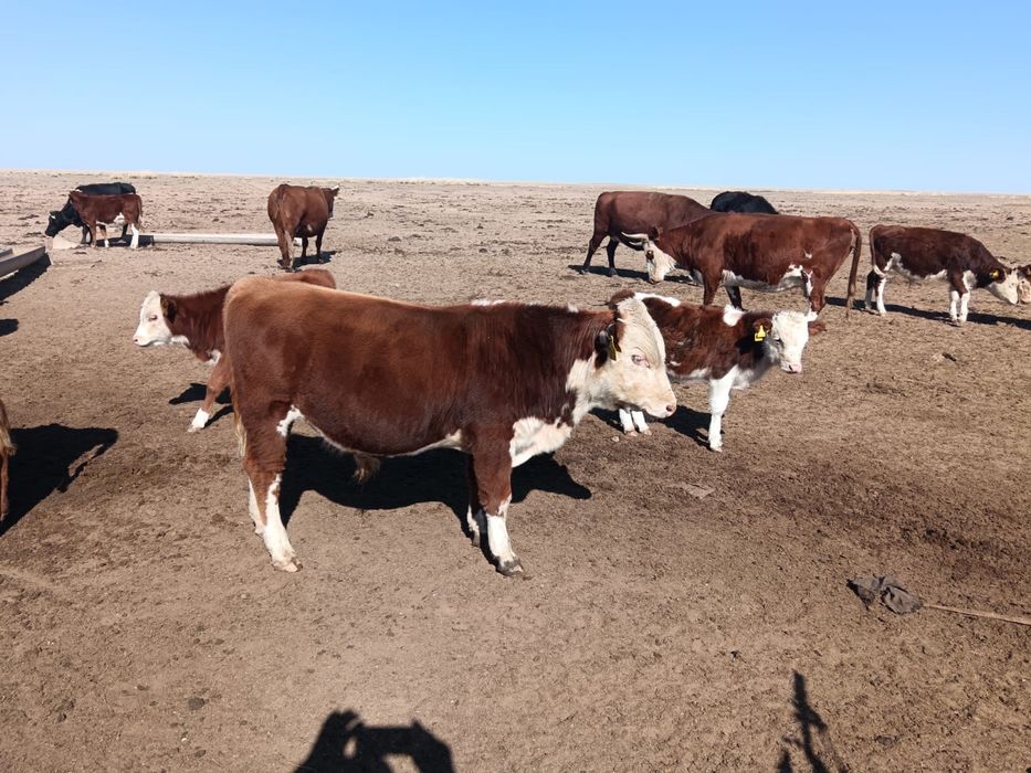 Әпкеммен душта секс онлайн