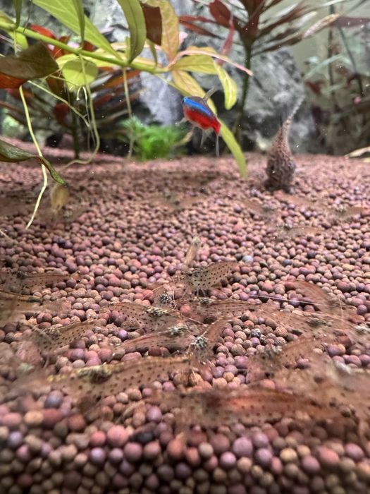 Пресноводные креветки Амано