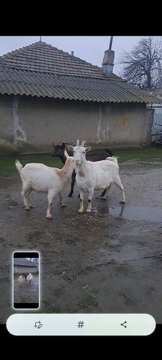 3 capre gestante vand sau schimb