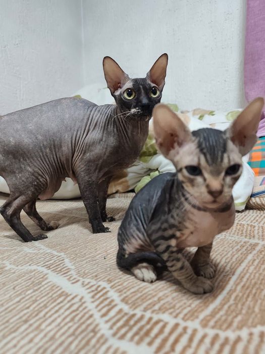 Котята сфинкс донские