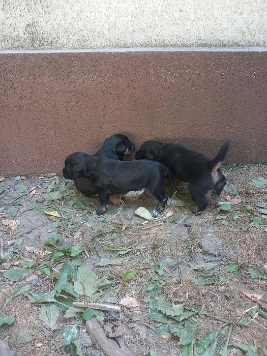 Donez 3 cățeluși