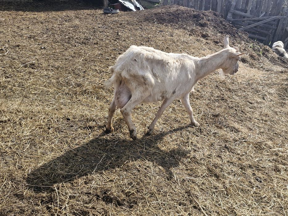 Țap banatean bun de monta