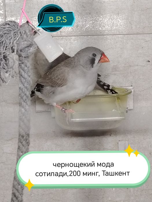 Зебровые амадины