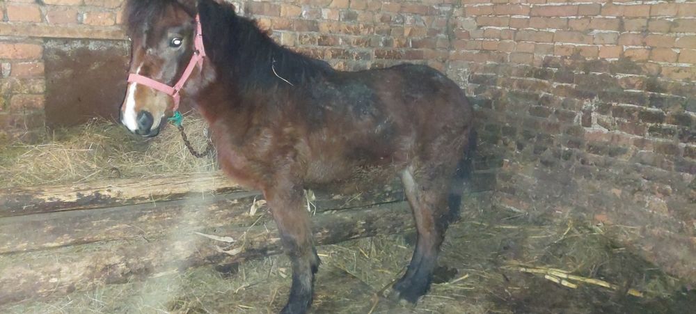 Vând Mânz blând .