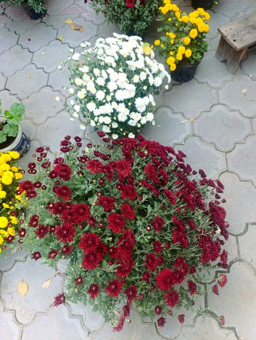 Продам цветы харизантема