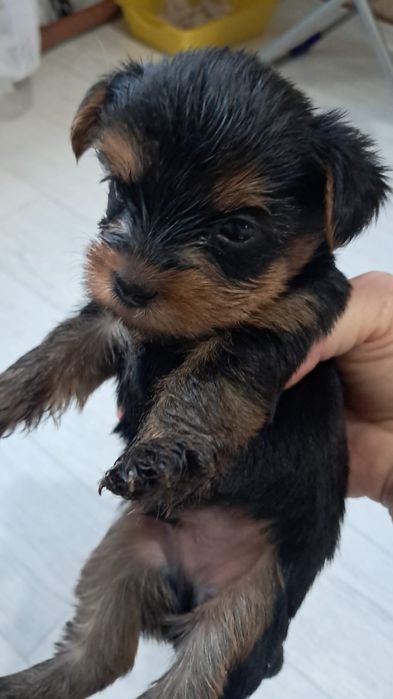 Йоркширские терьеры девочки