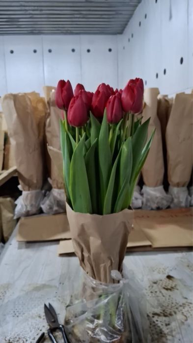 Продажа тюльпанов