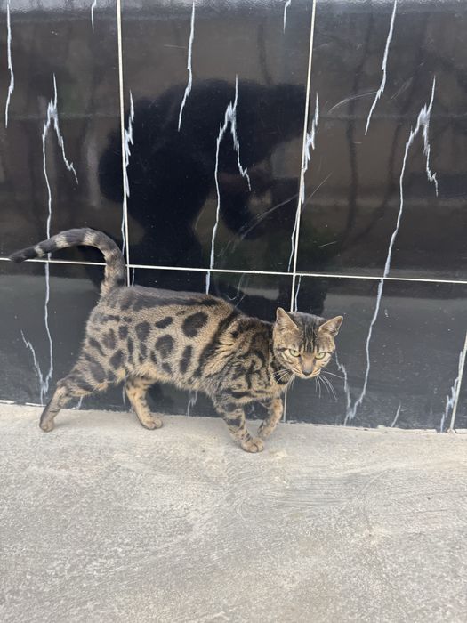 Bengaliskiy mushuk toza qon