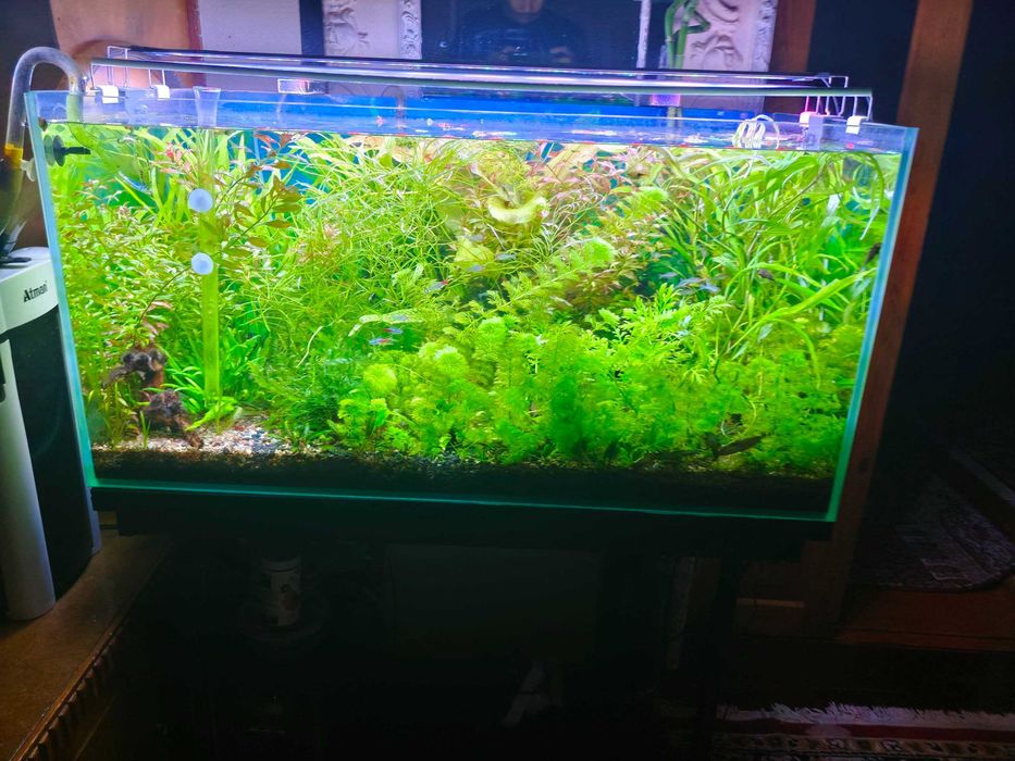 Продаётся аквариумный растения минимум 10 шт