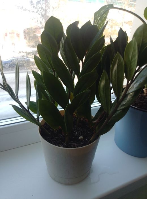 Растения комнатные