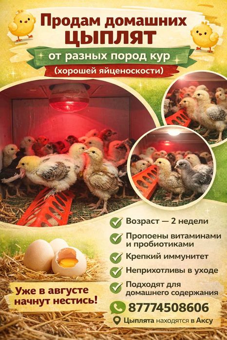 Продам домашних цыплят