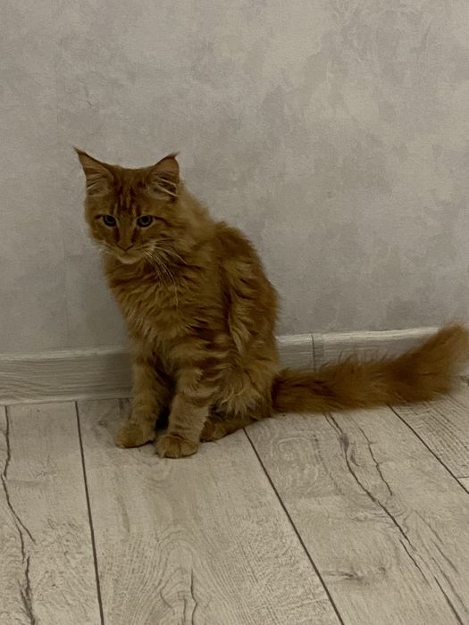 Продам котенка Мейн-Кун