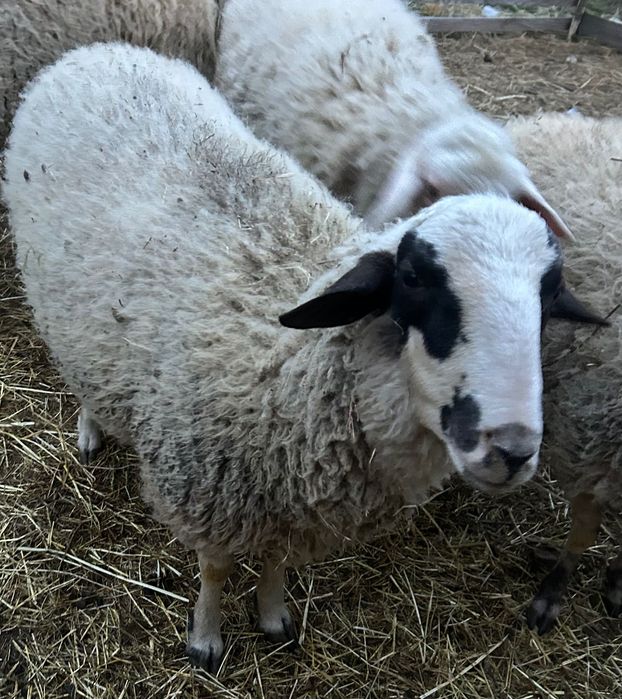 Коч на 1 година за тамазлък