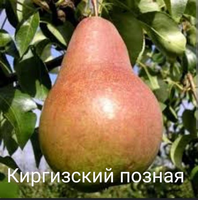 Уфа әйелдерінің жалаңаш секс