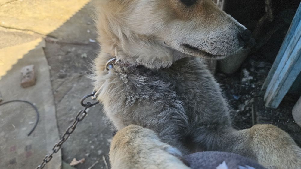 Отдам щенка 8 месяцев