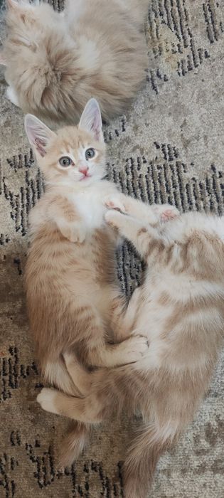 Отдаем котям в добрые руки.