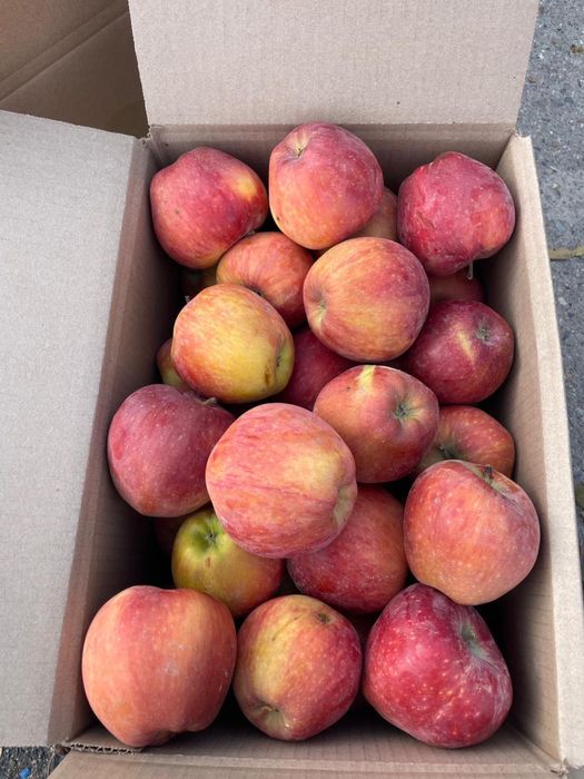 Яблоки Оптом АЛМА ТАРАЗ