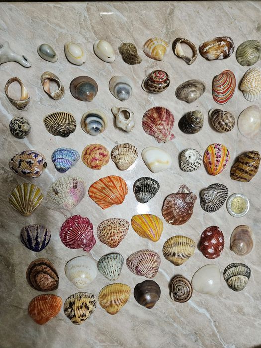 Сухой аквариум, ракушки
