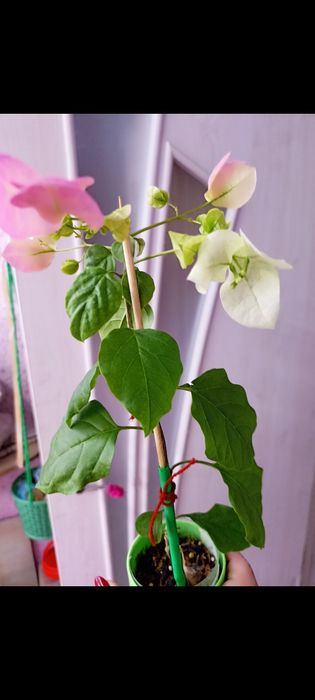 В продаже красивые цветы