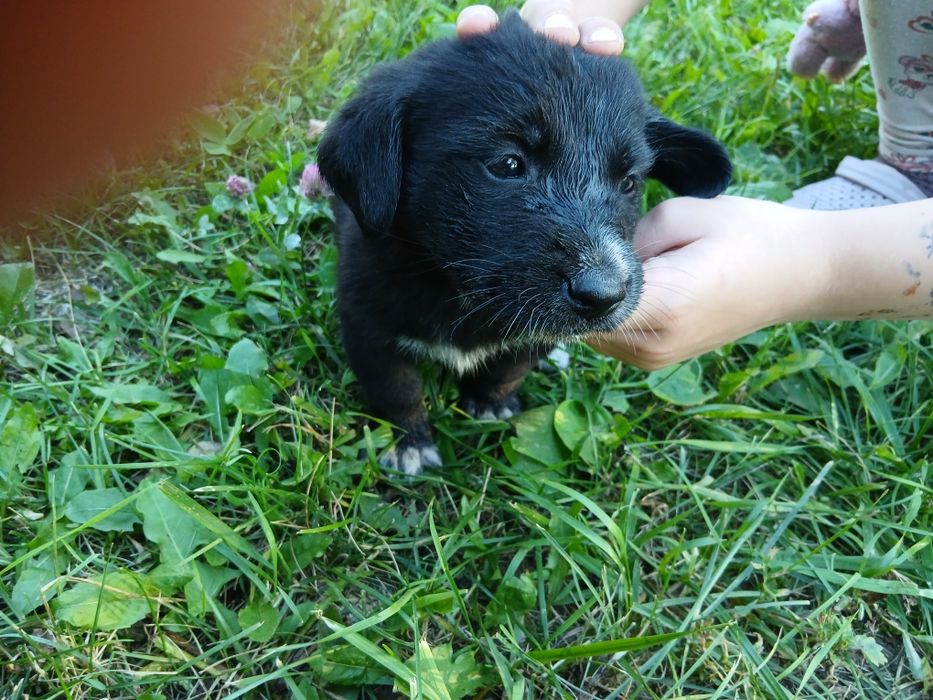 Отдам щенят бесплатно!