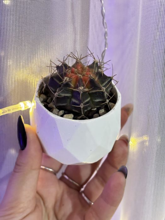 Кактусы цветущие