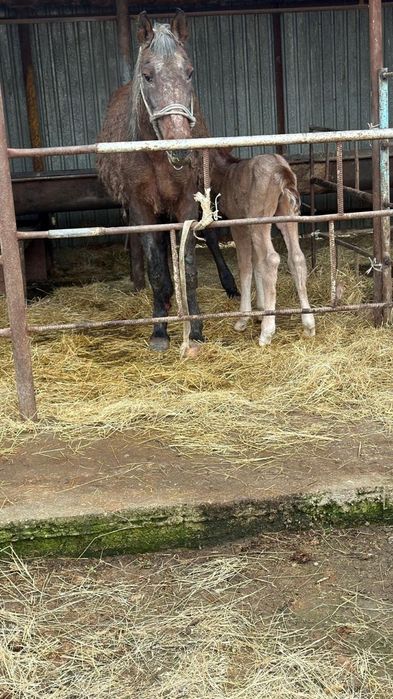 Құлынды биелер сатылады