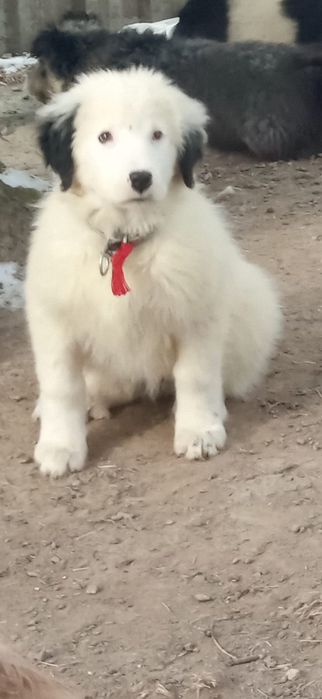 Femelute de bucovina