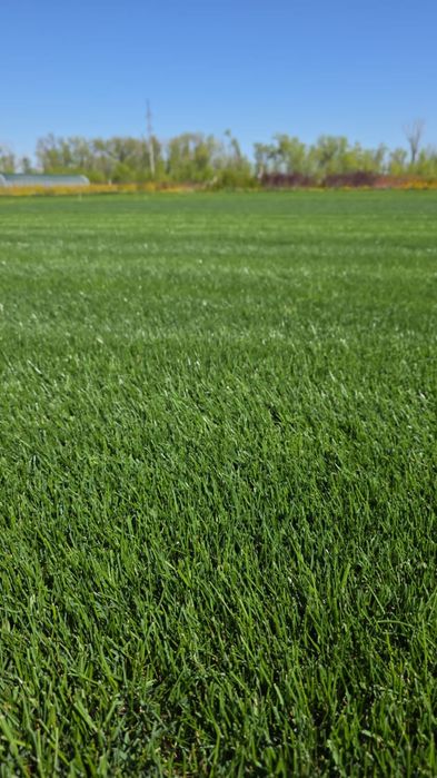 Газон рулонный,,