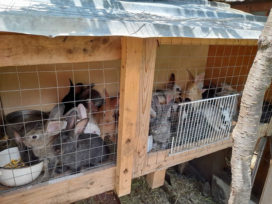 Заици всякакъв размер.