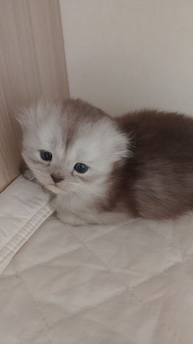 Продаю котят Британских