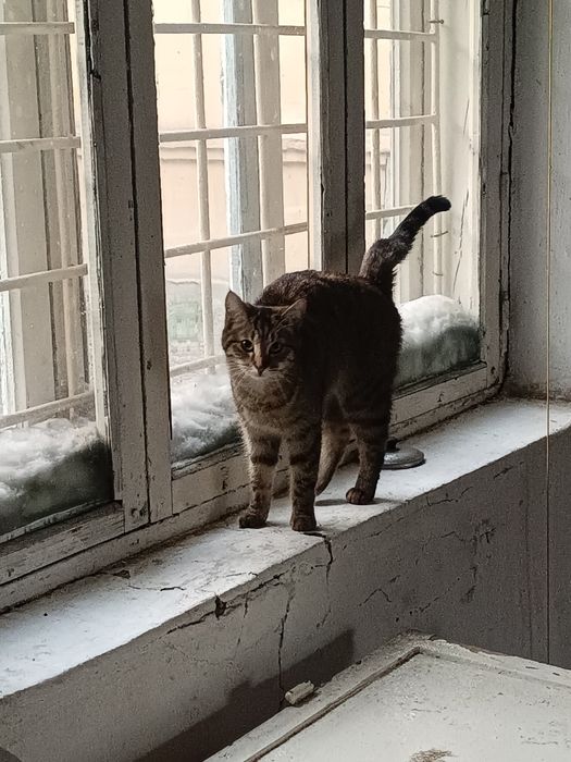 Отдам бесплатно кошку