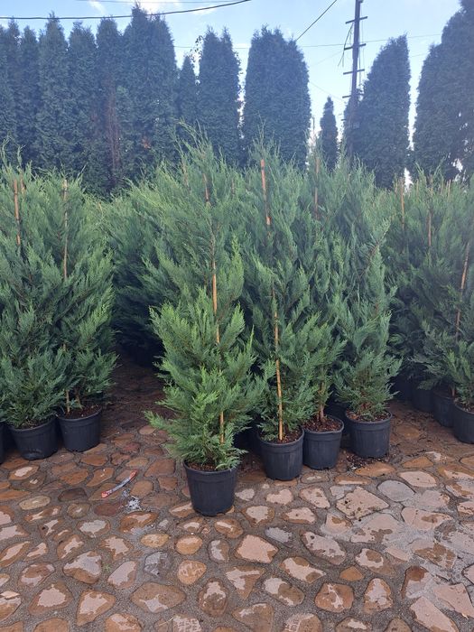 Tuia Leylandy,smarald columnaris.