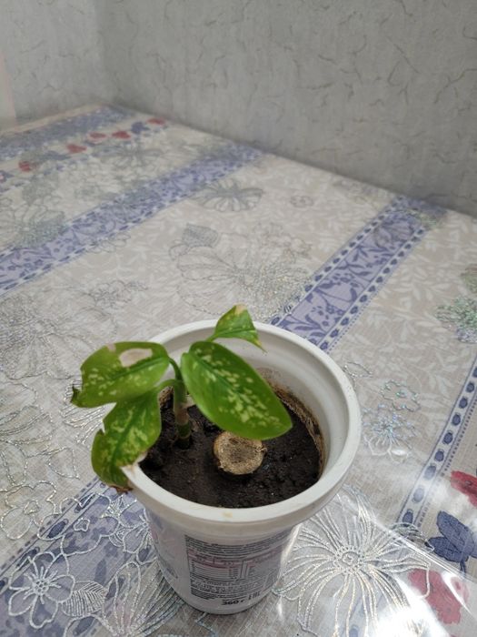 Цветок диффенбахия