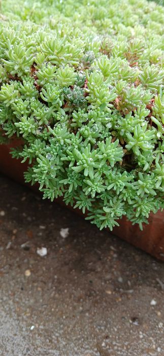 Храсти и лигуструм