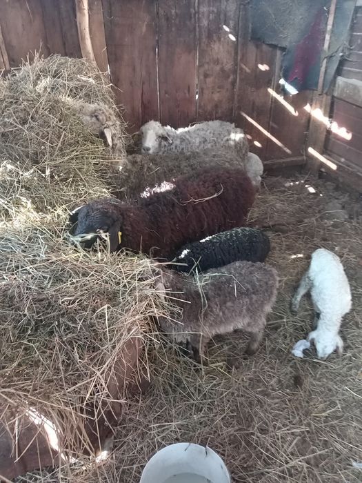 Продам баран с ягненком