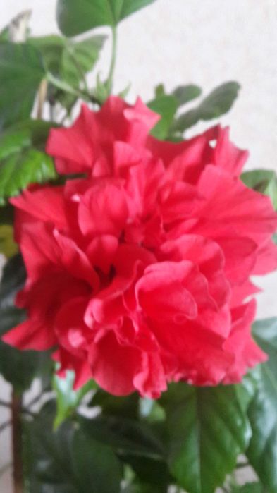 гибискусы разных расцветок