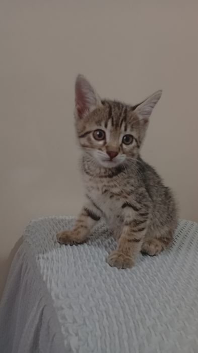 Котята бесплатно