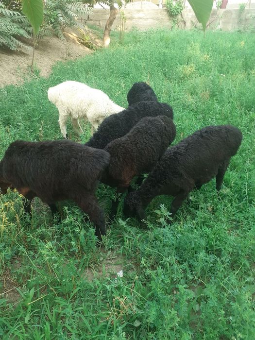 Gijduvonda Toza hisori quzilar sotiladi 6ta 1joyga sotiladi