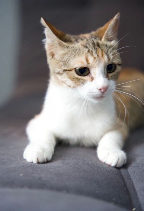 Котенок в хорошие руки